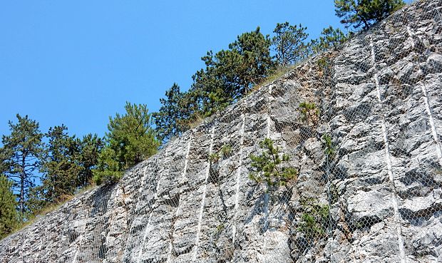 Črni bor se dobro znajde na goličavah. Zato zdaj zarašča
predvsem brežine ob cestah. Zraste tudi sredi gole skale.