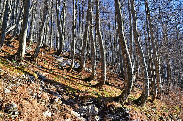 Bukev bo na območju od Postojnskih vrat do Snežnika
prevzela večino prostora, ki so ga zdaj zavzemale smreke. Na
fotografiji je bukov gozd na Snežniku z značilnimi ukrivljenimi
debli pri tleh zaradi snega.