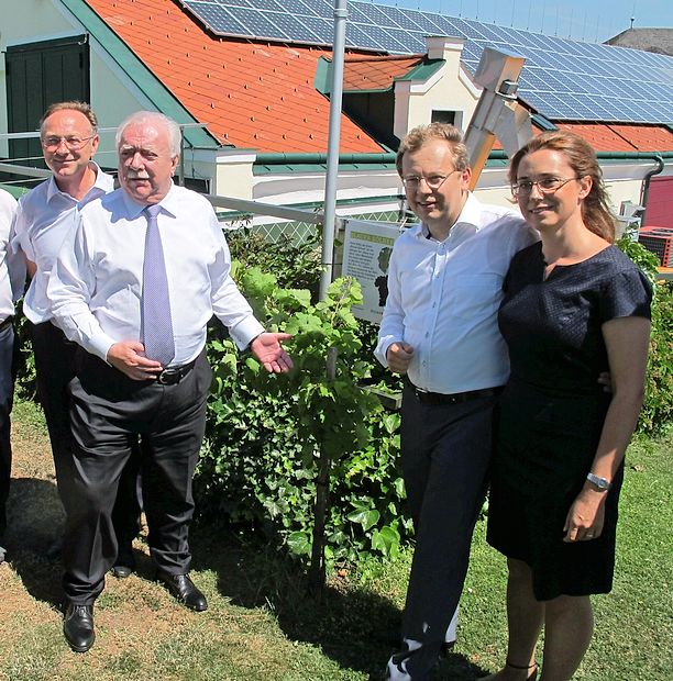 Kako na Dunaju skrbijo za potomko najstarejše trte na svetu, so preverili mariborski mestni viničar Stane Kocutar, dunajski
župan Michael Häupl ter slovenski veleposlanik Andrej Rahten in njegova soproga Polona Rahten Štekar (z leve).