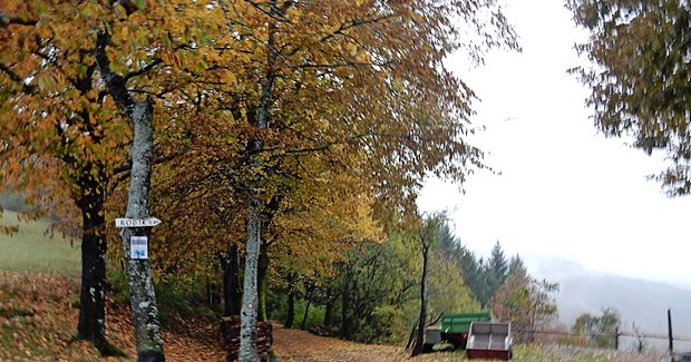Pravih rešitev za brkinske (in druge) gozdove še ni na
obzorju.