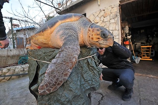 Veterinar Marino Mirčeta je povedal, da morje morske želve
pogosto odvrže na obalo. Poudaril pa je, da še nikoli prej ni
videl tako velikanske želve, kot je bila ta, ki so jo v ponedeljek
našli ob obali Karinskega morja.