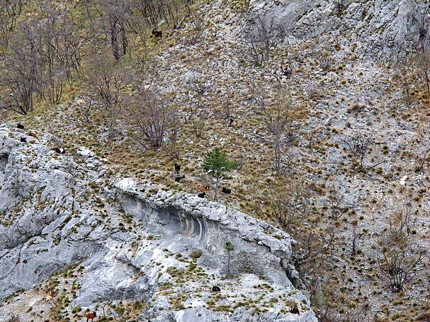 ... uzreti je mogoče prebivalce soteske (divje koze) ...,