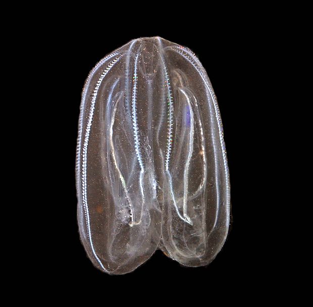 Največja rebrača, ki so jo opazili lani, je imela 13,5 centimetra,
zrasejo pa lahko do 16 centimetrov.