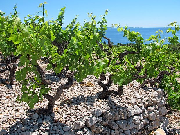 Dingač na južnih pobočjih Pelješca je prvi hrvaški grand cru.