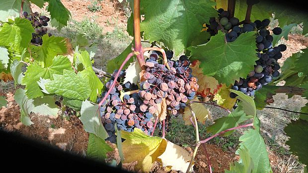 Zaradi visokih temperatur je ožig prizadel veliko vinogradov refoška na Krasu. majda brdnik