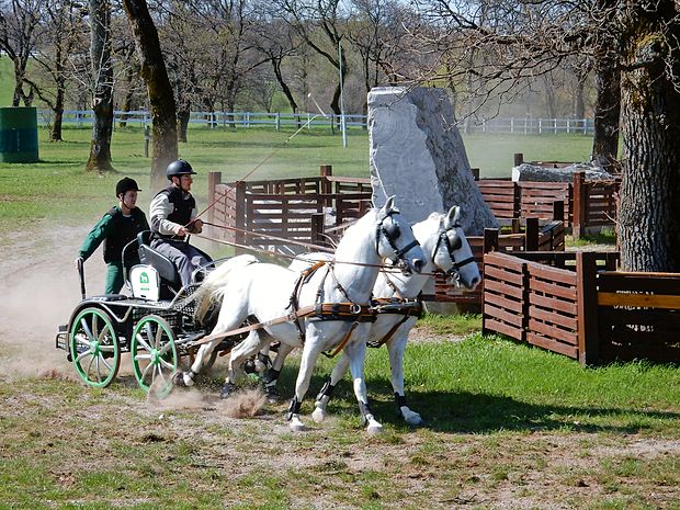 Lipicanci so pametni in močni konji, zato so priljubljena
pasma pri vožnji z dvovpregami.