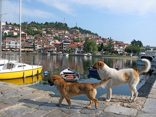 Potepuški psi so sila prijazni, nevsiljivi in tudi čisti, predvsem
pa željni človeške družbe.