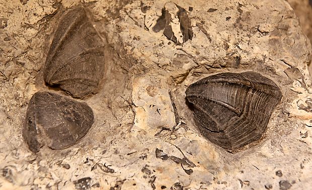 Fosili školjk odsevajo stoletja življenja na našem planetu.