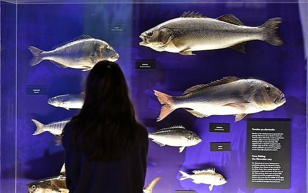 Morje je največji ekosistem na Zemlji, v njem plavajo največja bitja, ki so kadarkoli živela na našem planetu. Na razstavi s tremi interaktivnimi zasloni lahko podoživimo del tega sveta.