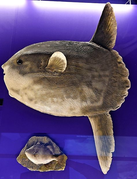 Morski mesec na razstavi je bil najden 5. avgusta 2013 v
Simonovem zalivu pri Izoli. Čeprav je tehtal kar 50 kilogramov
in v višino meril kar en meter, velja za pravega pritlikavca v
svoji vrsti.