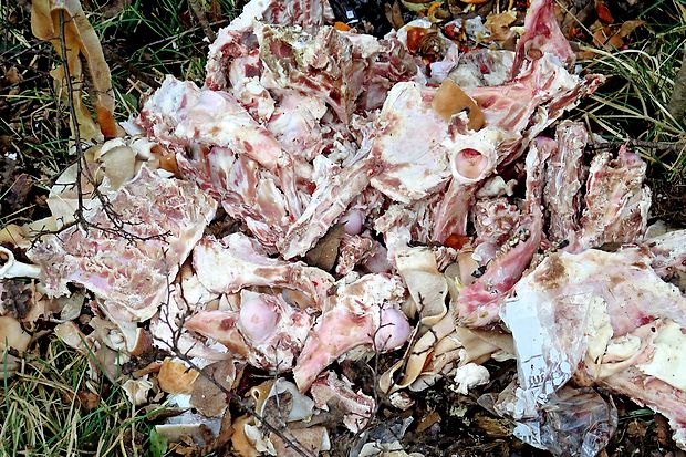 Nekateri uporabljajo naravo tudi za odlaganje večjih količin kosti klavnih domačih živali, ki sicer sodijo drugam.
