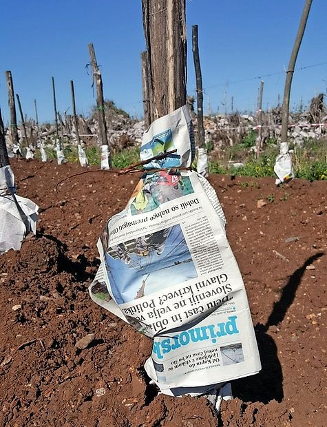 Marjan Mržek je nekaj mladih trt zavaroval pred pozebo s
papirnatim ovojem, tudi s Primorskimi novicami, ki so večinoma dobro opravile vlogo toplotnega izolatorja.