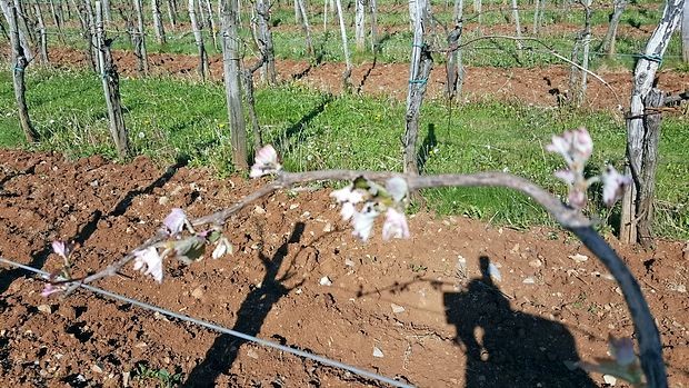 Na Krasu je pozeba najbolj prizadela višje ležeče vinograde v
Hruševici.