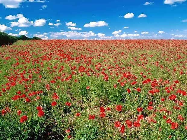 Prijetno je hoditi po travniku, a primerno oblečeni in obuti, saj
na njem med drugim prebivajo tudi žuželke.