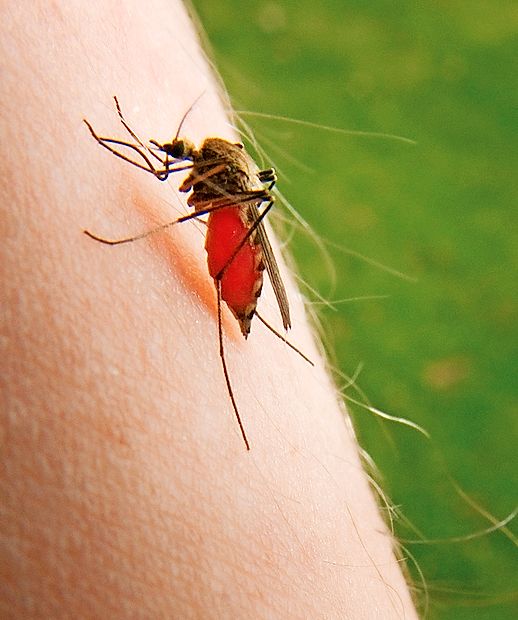 Domnevajo, da se je komar najprej napil krvi otroka, ki se je
zdravil za malarijo, zatem je ta isti komar pičil deklico in jo
tako okužil.