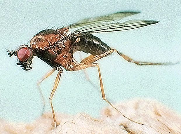Malarijo prenašajo na človeka samice komarjev vrste Anopheles.