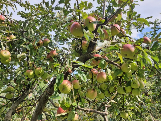Letina jabolk v Sloveniji tretja najslabša v zadnjem desetletju
