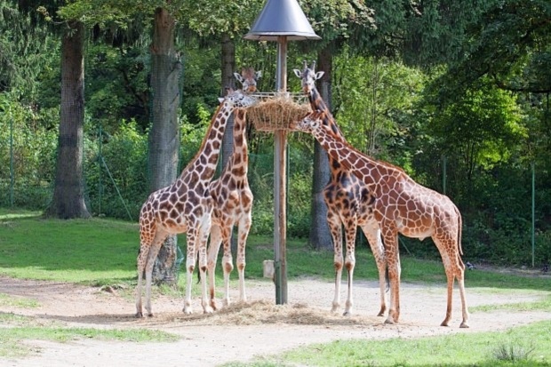 V ZOO Ljubljana poginil žirafji samec Cveto