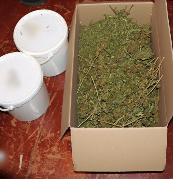 V občini Miren-Kostanjevica zasegli večjo količino konoplje 35-letniku