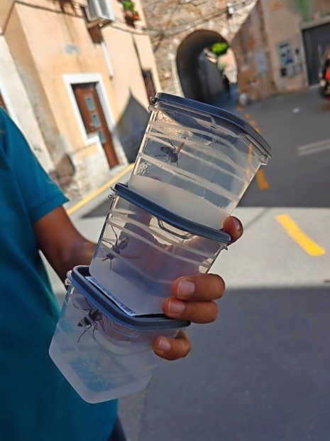 Proti orientalskemu sršenu ne morejo ukrepati, ker ta še ni na seznamu invazivnih tujerodnih vrst