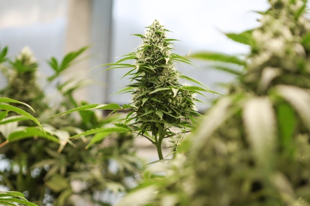 Zdravstvena stroka v Sloveniji enotno proti legalizaciji konoplje zaradi negativnih posledic za družbo