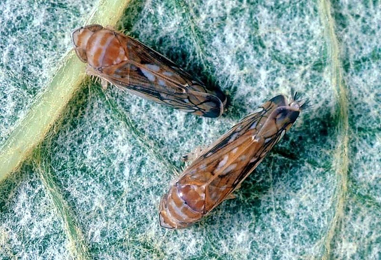 Ameriški škržatek že ogroža vinsko trto - Primorske novice