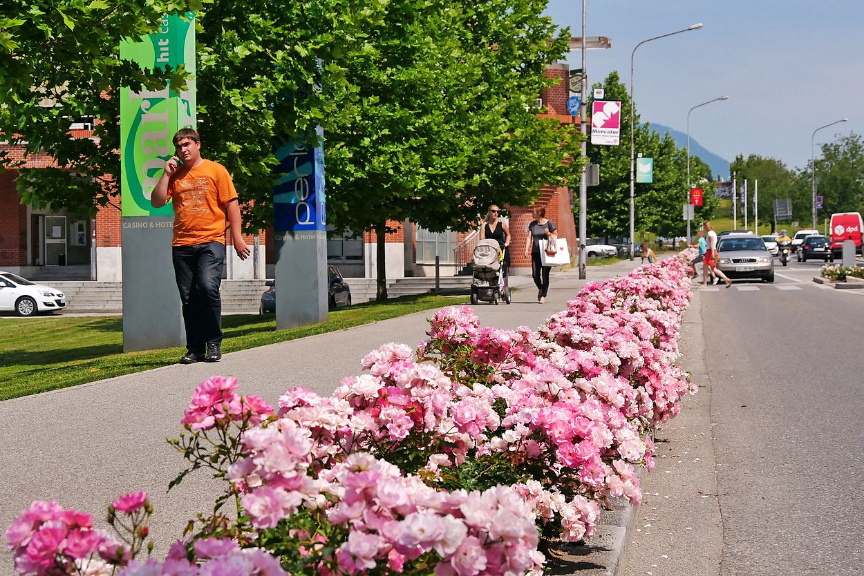 Kako Je Nova Gorica Dobila Vrtnico V Grb Primorske Novice