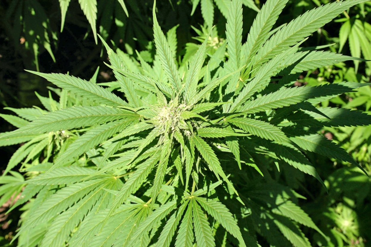 Deutschland hat erste Schritte zur Legalisierung von Cannabis unternommen