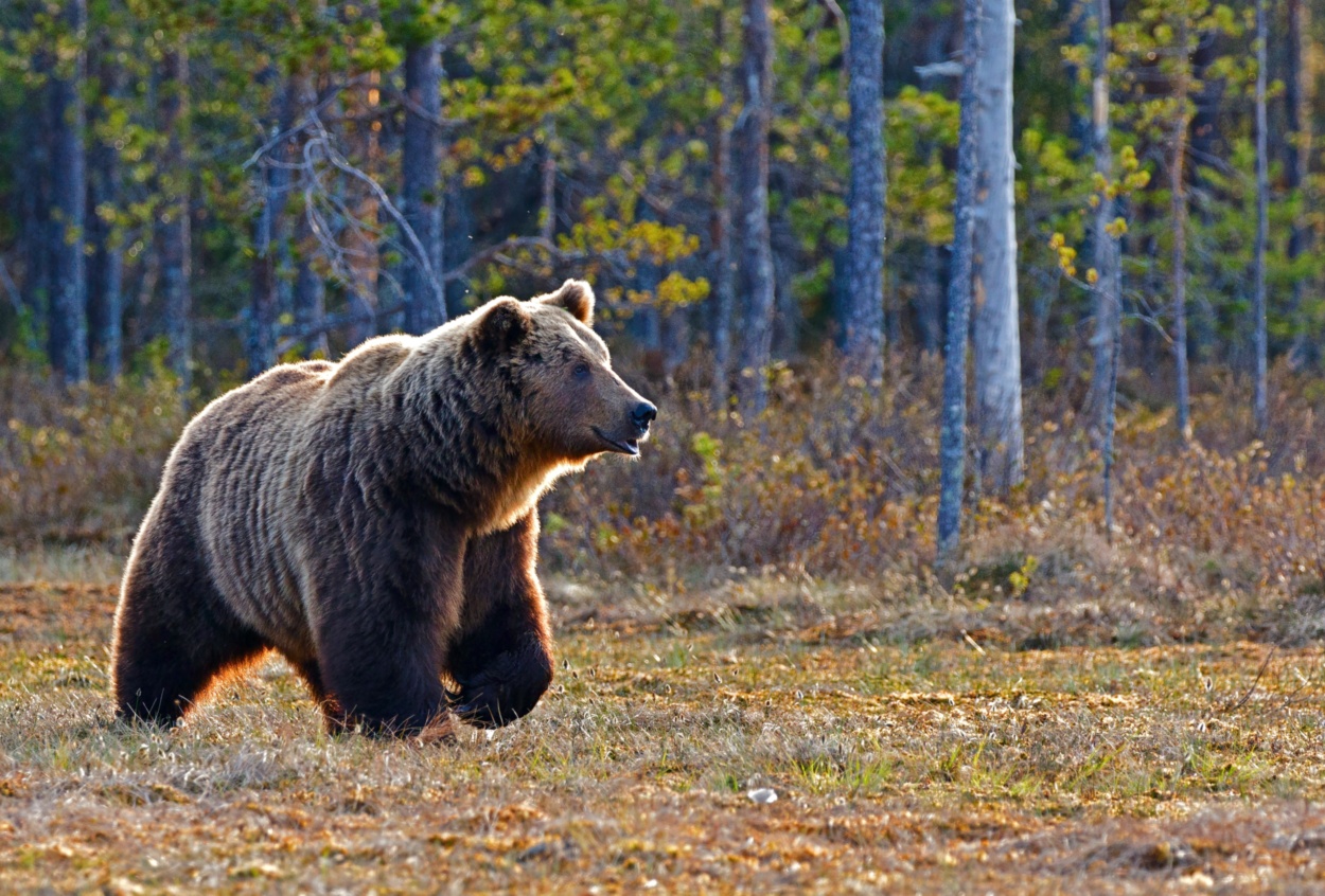 Un orso ha ucciso un corridore di 26 anni nel nord Italia