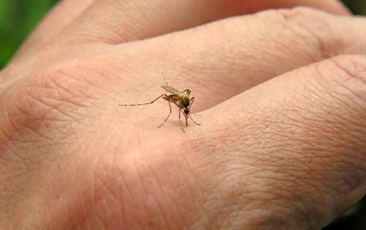 L’Italia alza il livello di allerta per il virus dengue