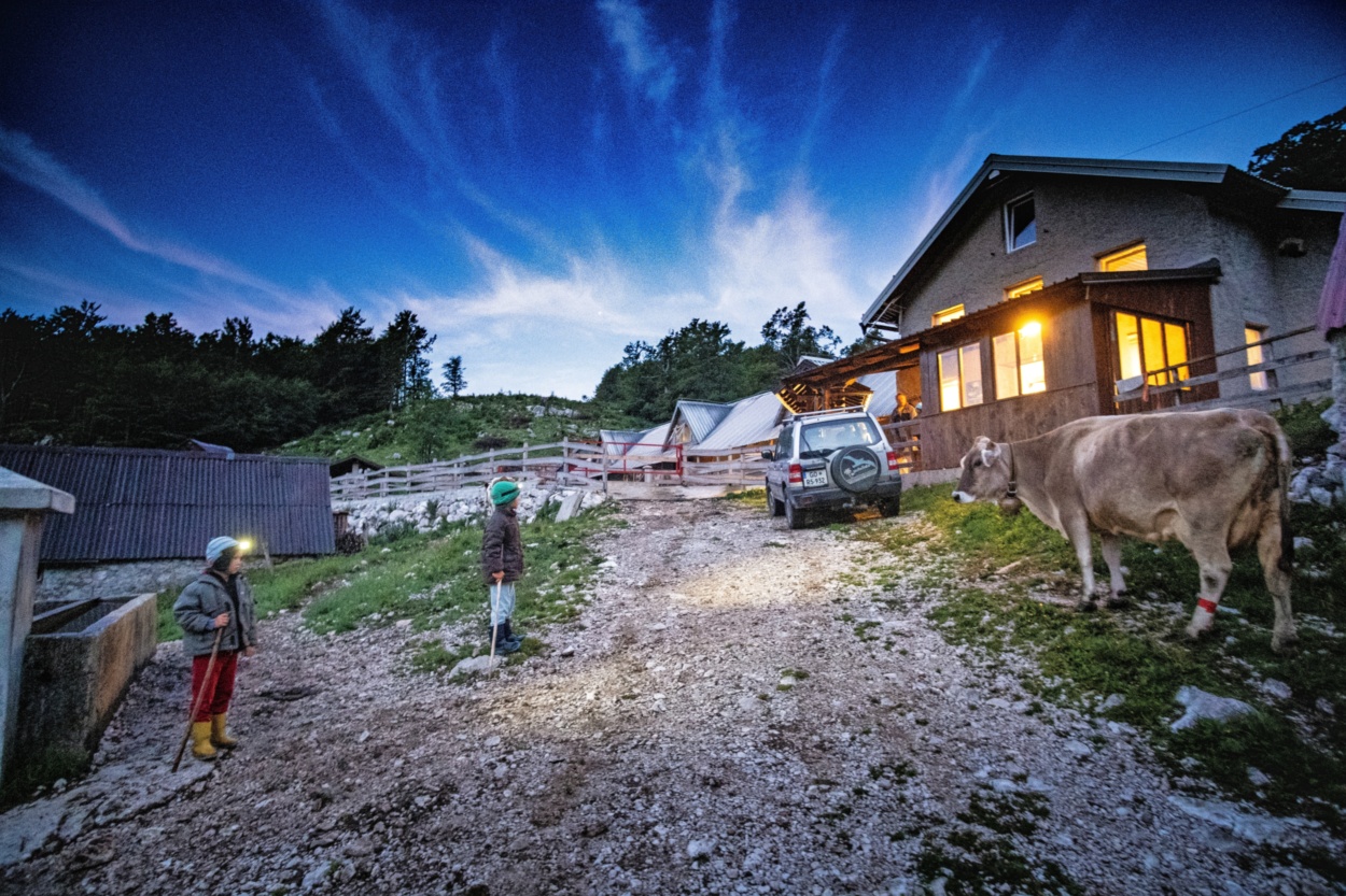 Krave je treba vsako jutro prignati na molžo. Med našim obiskom so za to poskrbeli pastirji, stari od pet do 13 let. Foto: Leo Caharija
