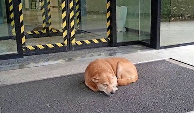 V mrazu in dežju je pred bolnišnico čakal na svojega lastnika