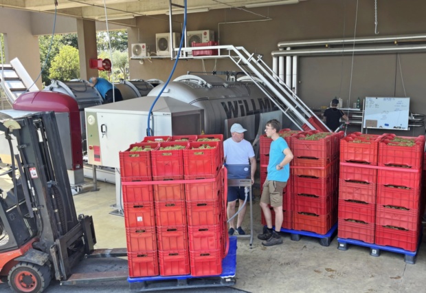 Začenja se trgatev, primorski vinogradniki so optimistični