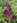 Navadni kaček, ponovno odkrito avtohtono slovensko rastlino, ki je bila  ob cesti za Ankaran ogrožena, so prenesli v 
park Mladinskega zdravilišča Debeli rtič. Foto: Barbara Vidmar
