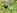 Volčja češnja Foto: Vir: Wikipedia