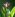 Kurkuma s svojimi  živobarvnimi cvetovi navduši vsakogar. 
Značilen rumen prah, ki ga uporabljamo v kulinariki in v 
zdravilne namene, pa   pridobivamo iz korenin rastline.  Foto: Ivan Merljak