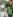 Borut Benedejčič ob oznaki, na kateri je vidna (zgoraj) 
pozlačena medalja, ki jo je njegov vrt prejel včeraj zjutraj na 
mednarodni razstavi Chelsea Flower Show   v Londonu.

 Foto: Tanja Godnič