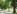 Veliko dreves ob  tranzitni cesti  skozi Lipico je označenih z 
rdečo barvo. “Te bomo posekali, ker so stara in ogrožajo 
varnost prometa.  Čoke in korenine bomo izruvali in skladno s 
smernicami Zavoda za kulturno dediščino zasadili nova 
drevesa,” pravi prvi mož  Lipice. Foto: Marica Uršič Zupan