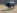 Bakin, bik istrskega goveda,  v ogradi pri Abitantih. 