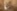 Ris Goru je bil pred izpustom v naravo v začetku maja nekaj tednov 
v prilagoditveni obori v Loškem Potoku (na fotografiji). Foto: Aleš Pičulin