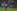 Jaka Bijol (v ospredju v belo-črnem dresu) se je z Udinesejem  v 
pripravljalnem obdobju  pomeril s Chelseajevimi asi, v soboto pa 
ga na San Siru čaka izziv proti branilcem italijanskega naslova iz 
Milana.  Foto: Profimedia