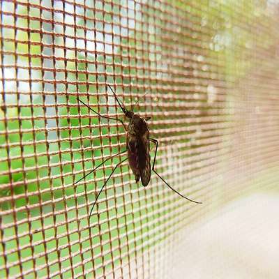   In addition to mosquito repellent and long-sleeved dresses
And leggings, the mosquitoes also help in the fight against blood
windows and doors and air conditioning. Photo: pixabay.com 