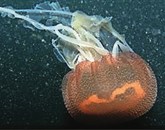 V Tržaškem zalivu so biologi, kot kaže,  odkrili novo vrsto meduze Foto: Il Piccolo