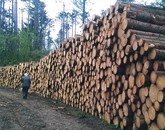 Po žledu je pristojno ministrstvo pripravilo zakonske rešitve, ki korenito spreminjajo gospodarjenje z gozdovi  Foto: Maksimiljana Ipavec