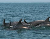 Delfini si lahko značilne žvižge svojih živalskih prijateljev zapomnijo več kot 20 let Foto: Ana Hace/ Morigenos