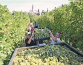  V Goriških Brdih, v Vipavski dolini in na Krasu so sklenili trgatev. Potrgali so nekoliko manj grozdja od povprečne letine, vendar več kot lani. Foto: Leo Caharija