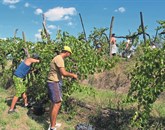 V vinogradih  Agroinda s trsov  letos pobirajo še zeleno grozdje, kar bo vinom belih sort dalo večjo svežino in aromo
    Foto: Alenka Tratnik