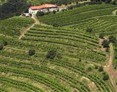 V Goriških Brdih pričakujejo izjemno vinsko letino
