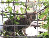 Mačke, ki so prej bivale v zavetišču pri Veterinarski ambulanti Koper, so zdaj brez doma   Foto: Zdravko Primožič/Fpa