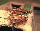 V Franciji na policah supermarketov kmalu žuželke
